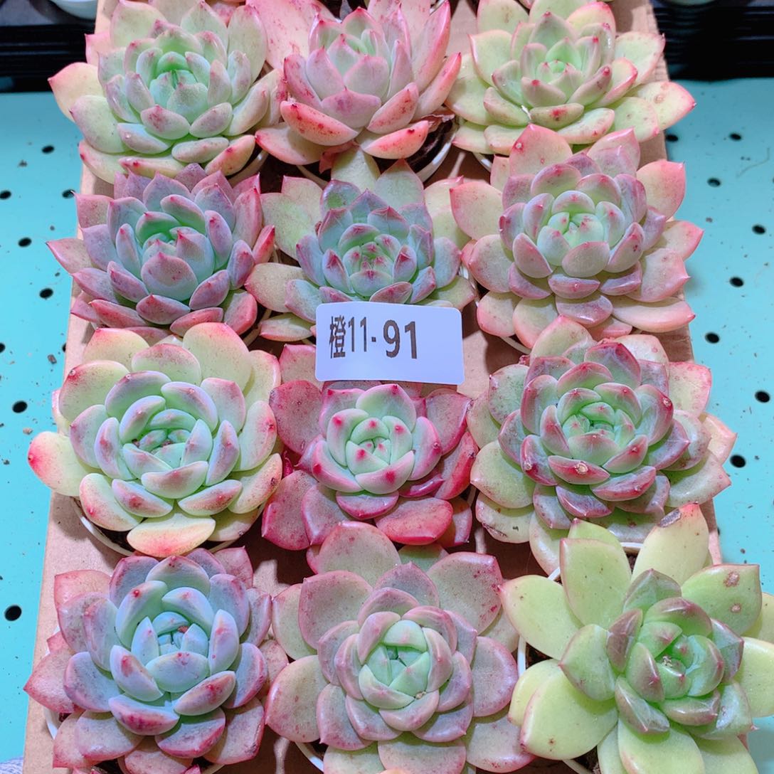 11-91一物一拍多肉带盆18颗