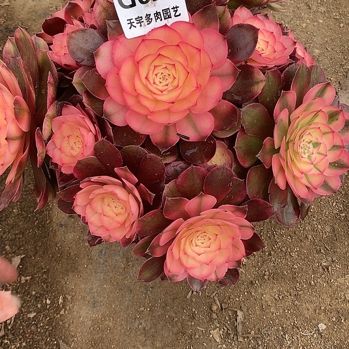 多肉植物荔枝626多肉