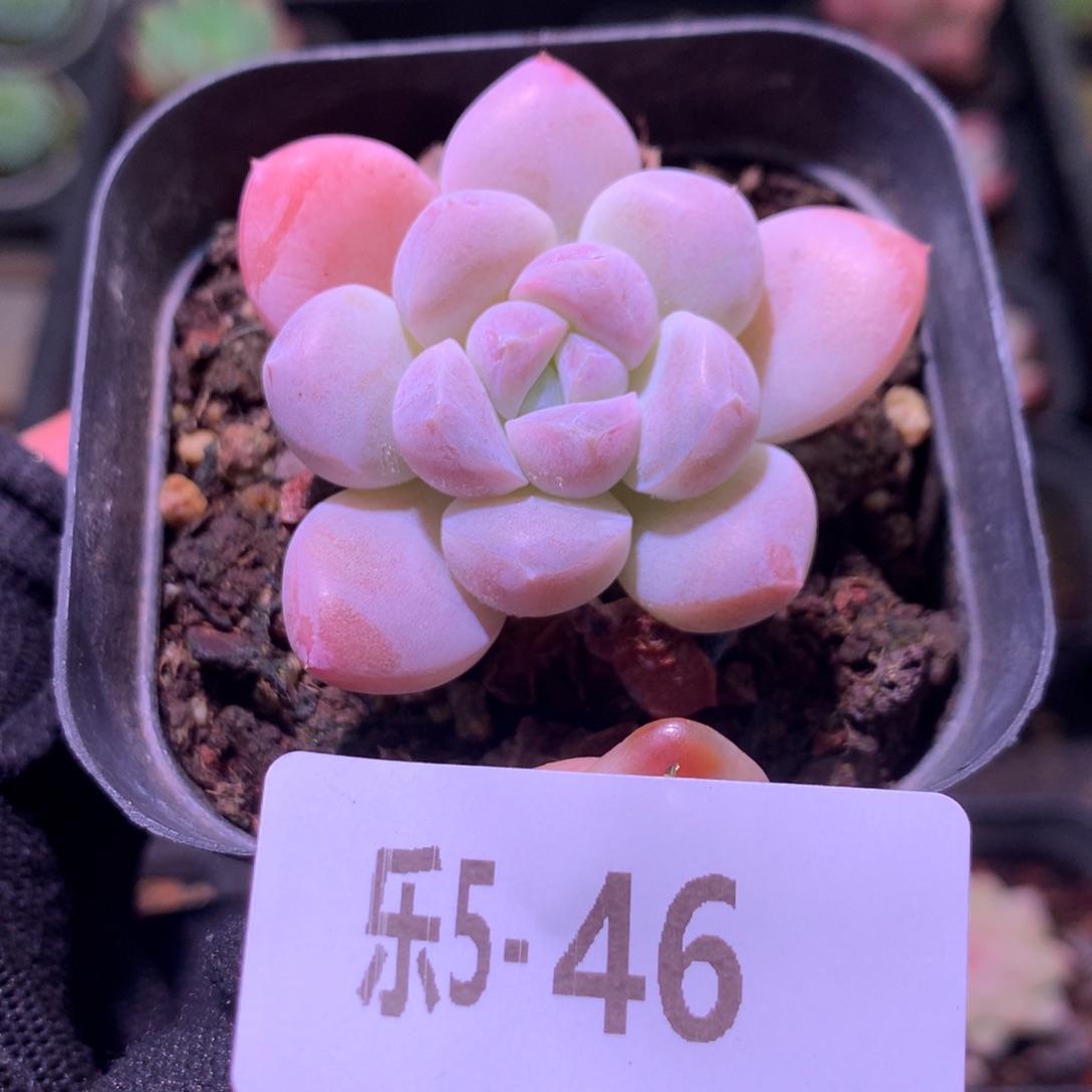 乐然 5-46 奶糖单头 