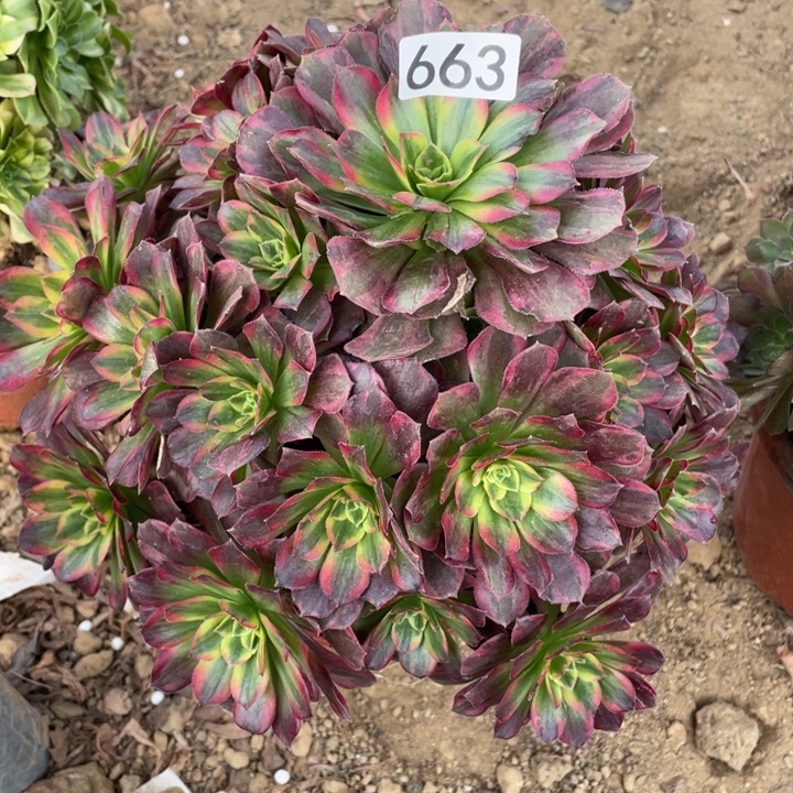无花朵663安娜对肉植物