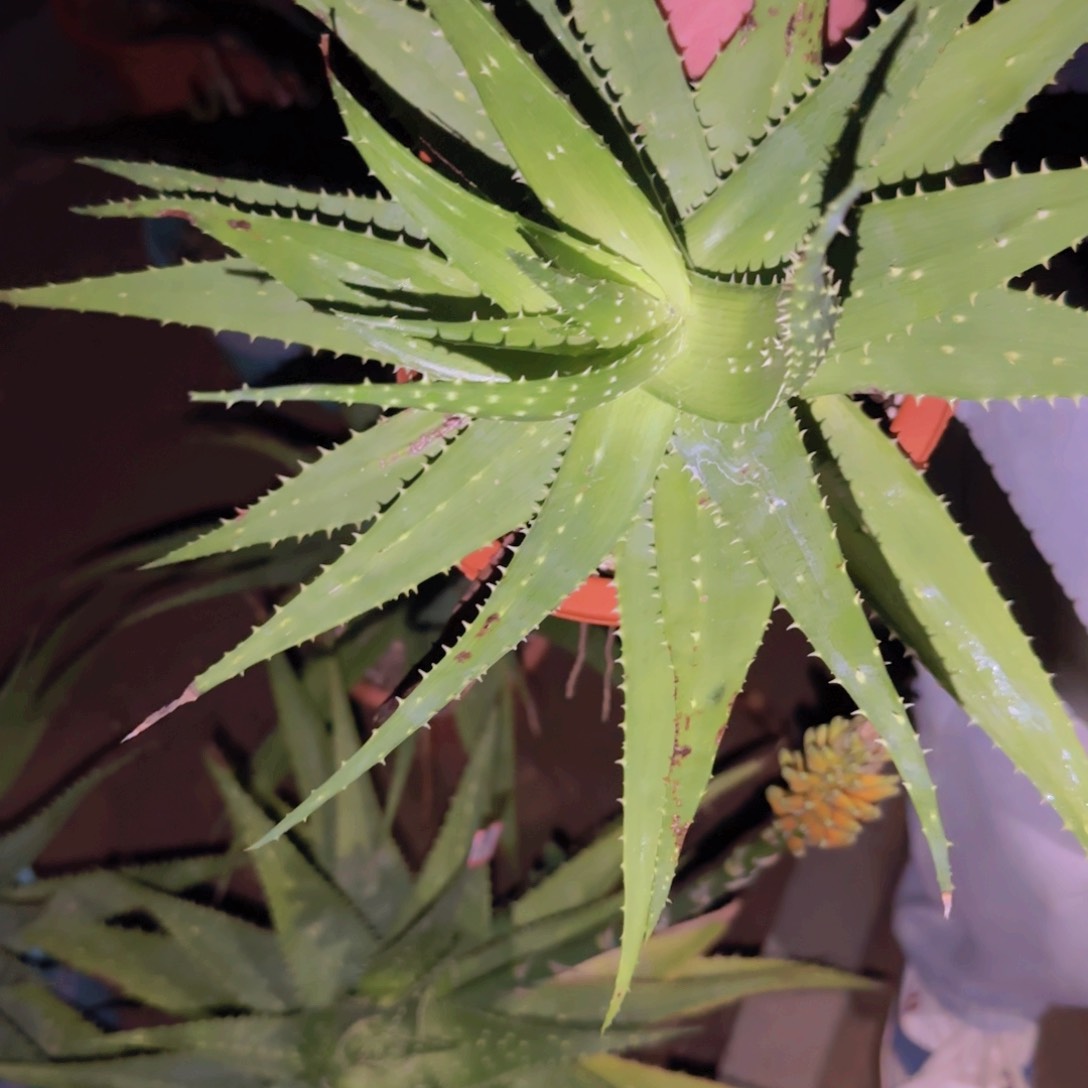 农*块根植物块根块根植物