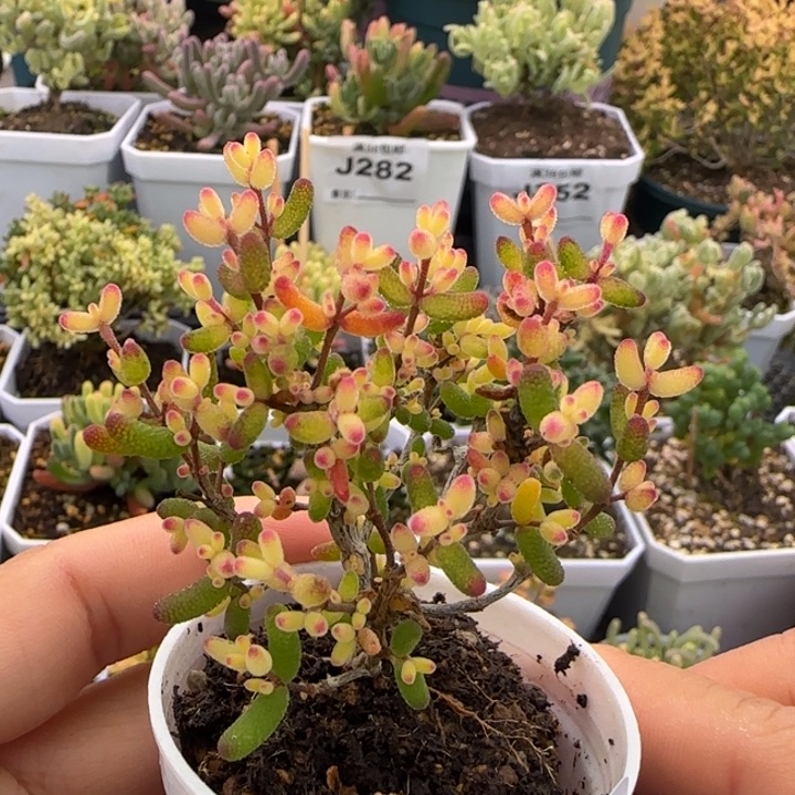 359-假飞机猪植物枝干