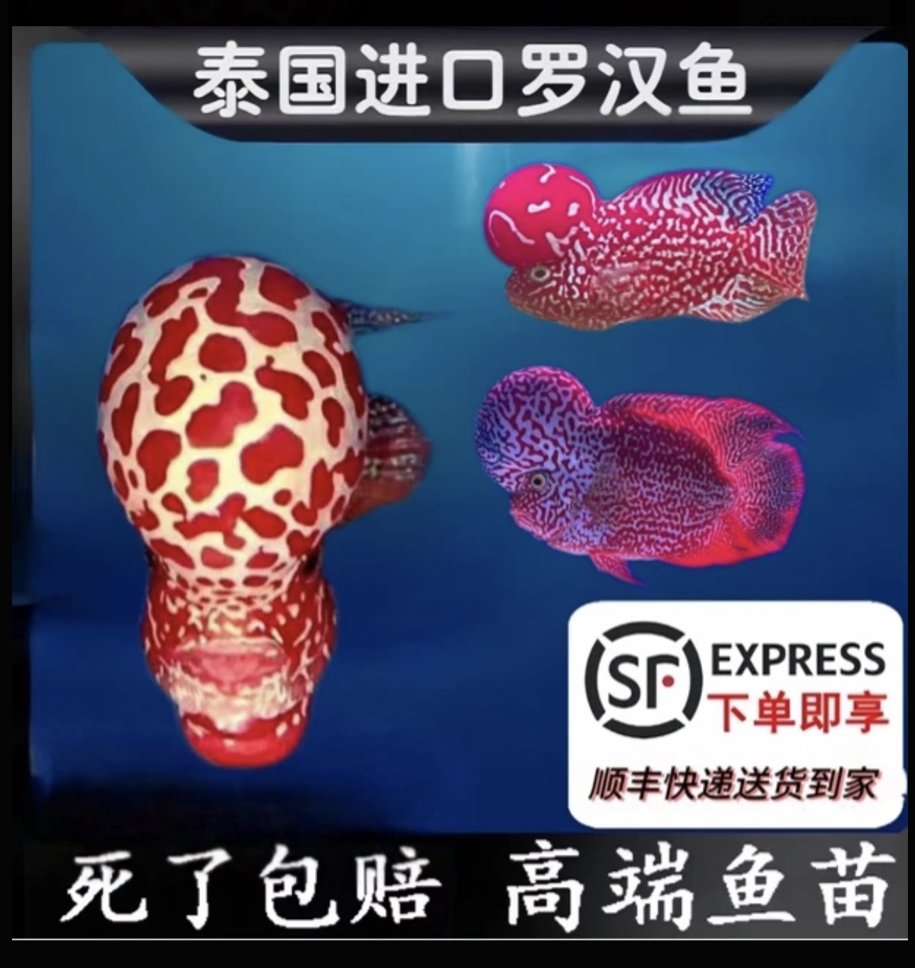 泰国金花鸿运泰金火凤鸿运蛇纹罗汉鱼压成鱼（直播选鱼100~500）