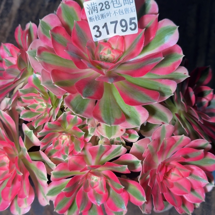 31795女巫多肉植物