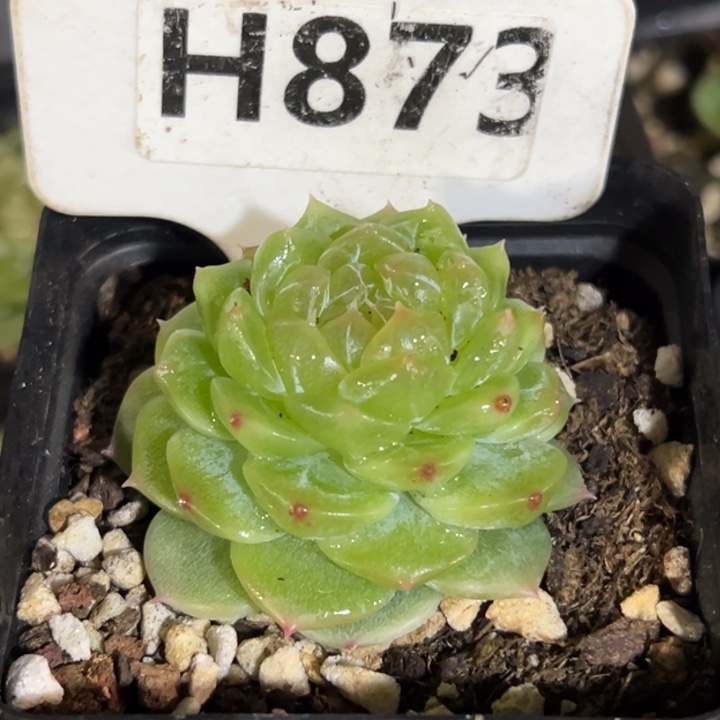 c***i泼天富贵5cm多肉植物