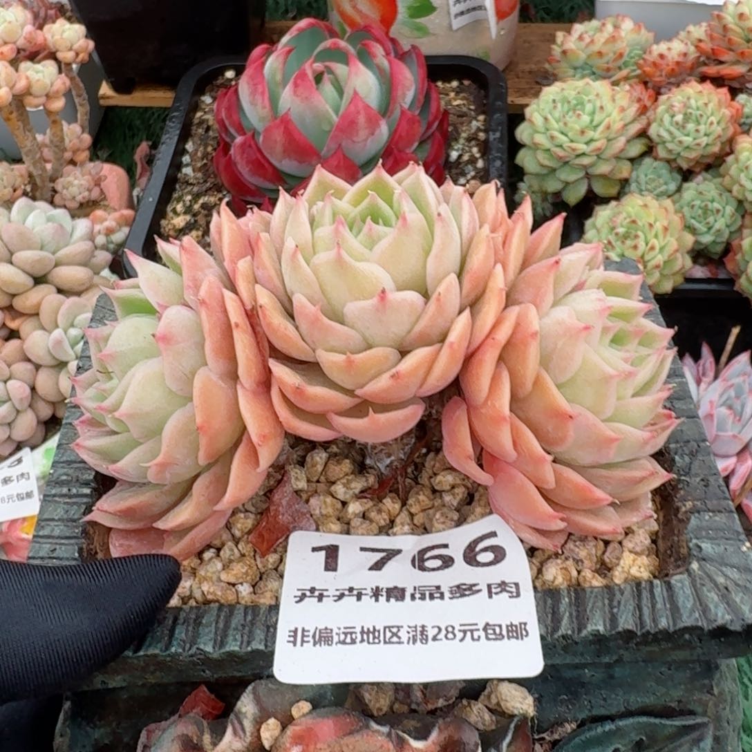 1766一物一拍（满28包邮）