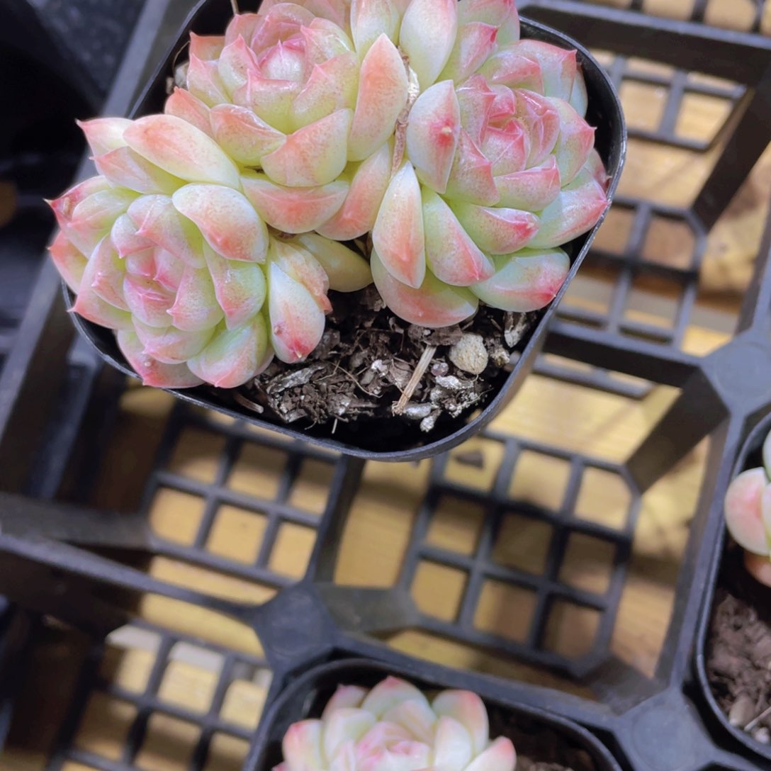 781号 珍妮糖心白桃多头