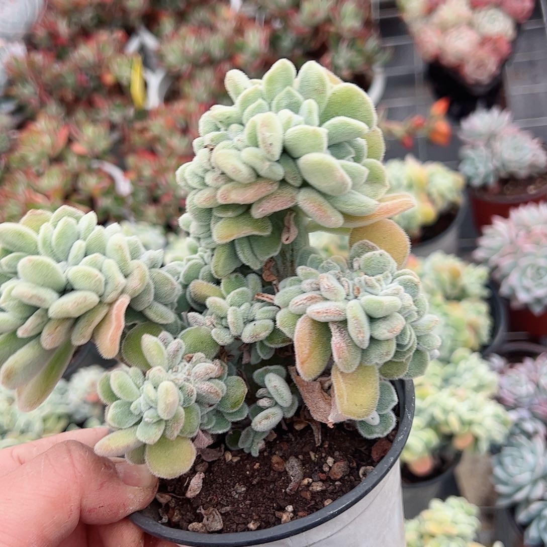 雪晃星缀化120杯整桩