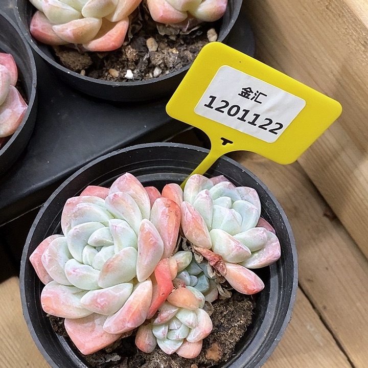 福利多多。1201122