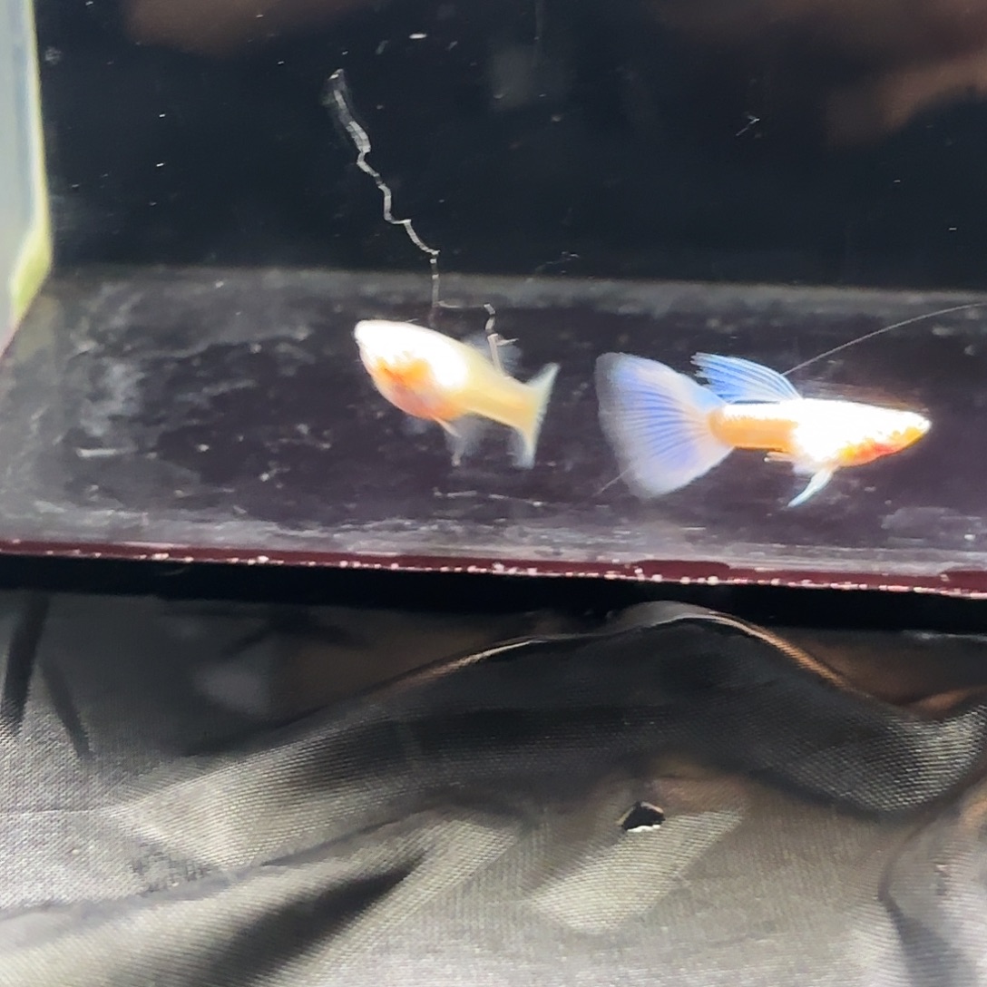 海水鱼紫白一对孔雀鱼