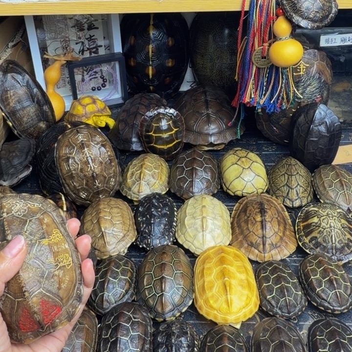 小***鱼有机玻璃龟甲手把件