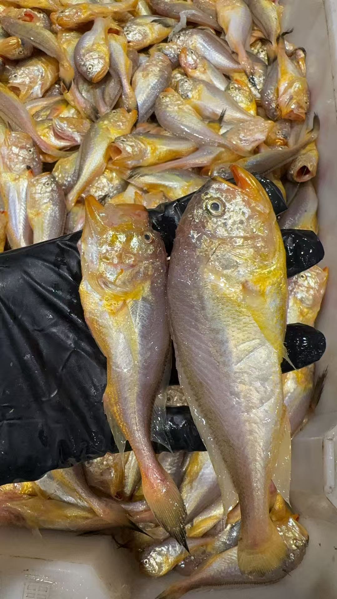 【3斤梅童鱼】台州本港野生梅童鱼大头宝顺丰包邮