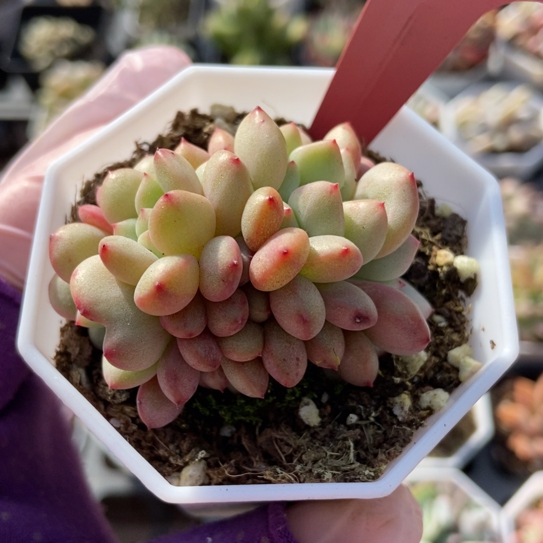 657爱丽儿多肉植物纤维