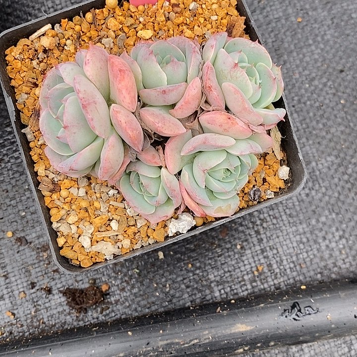 依*1012多肉植物老桩