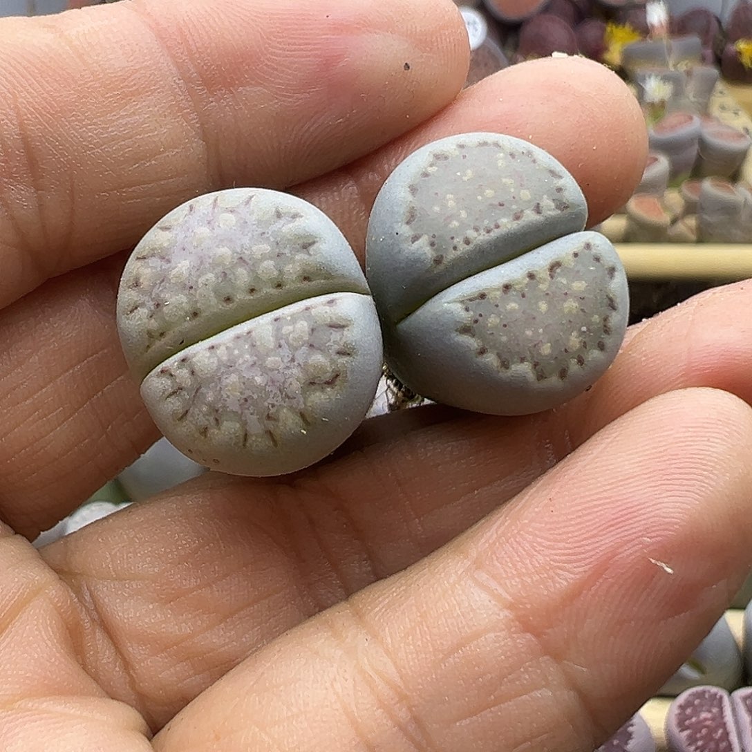 1782 生石花整点福利炸