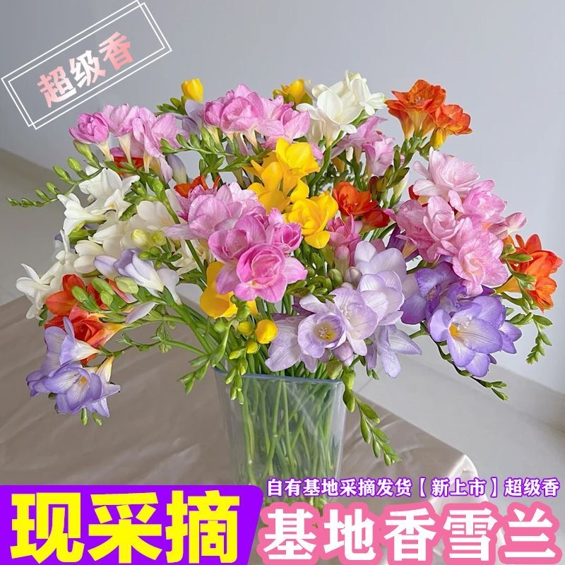 云南小苍兰香雪兰直发鲜花基地香雪客厅鲜切花批发水培水养香味花商品图