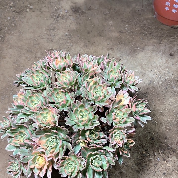 多肉植物法师甜茶2