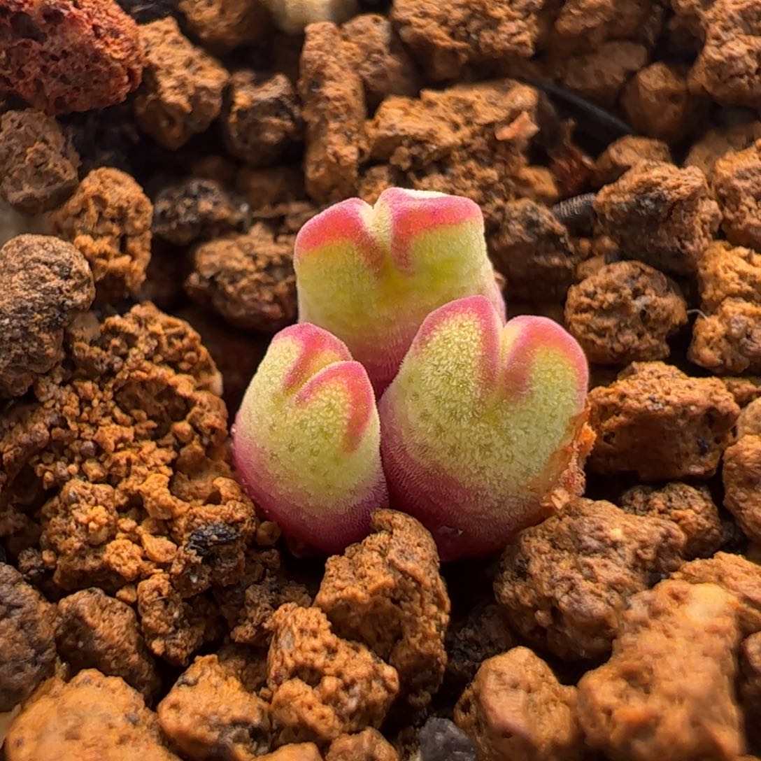 048多肉植物百科