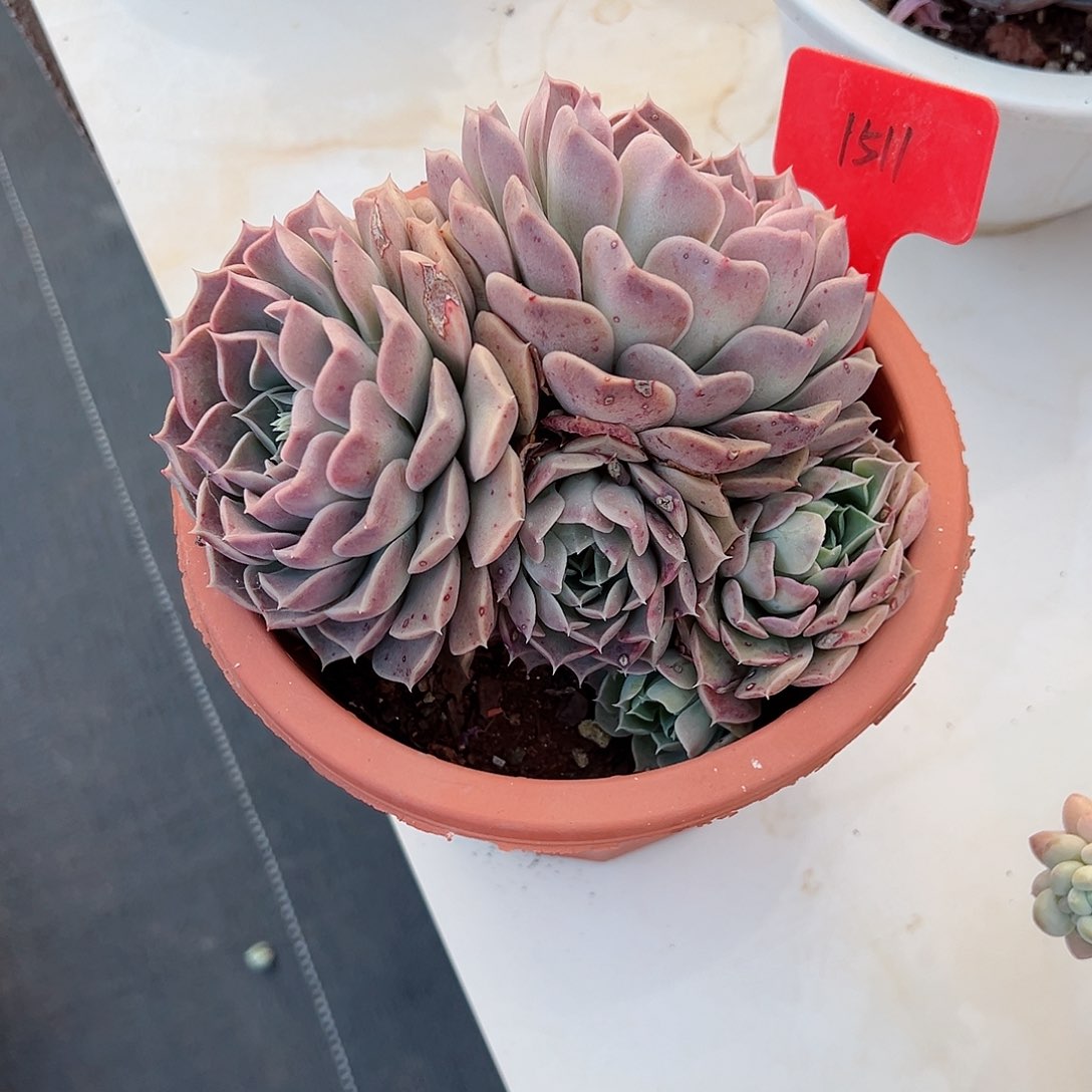 暖*1511小海螺多肉植物