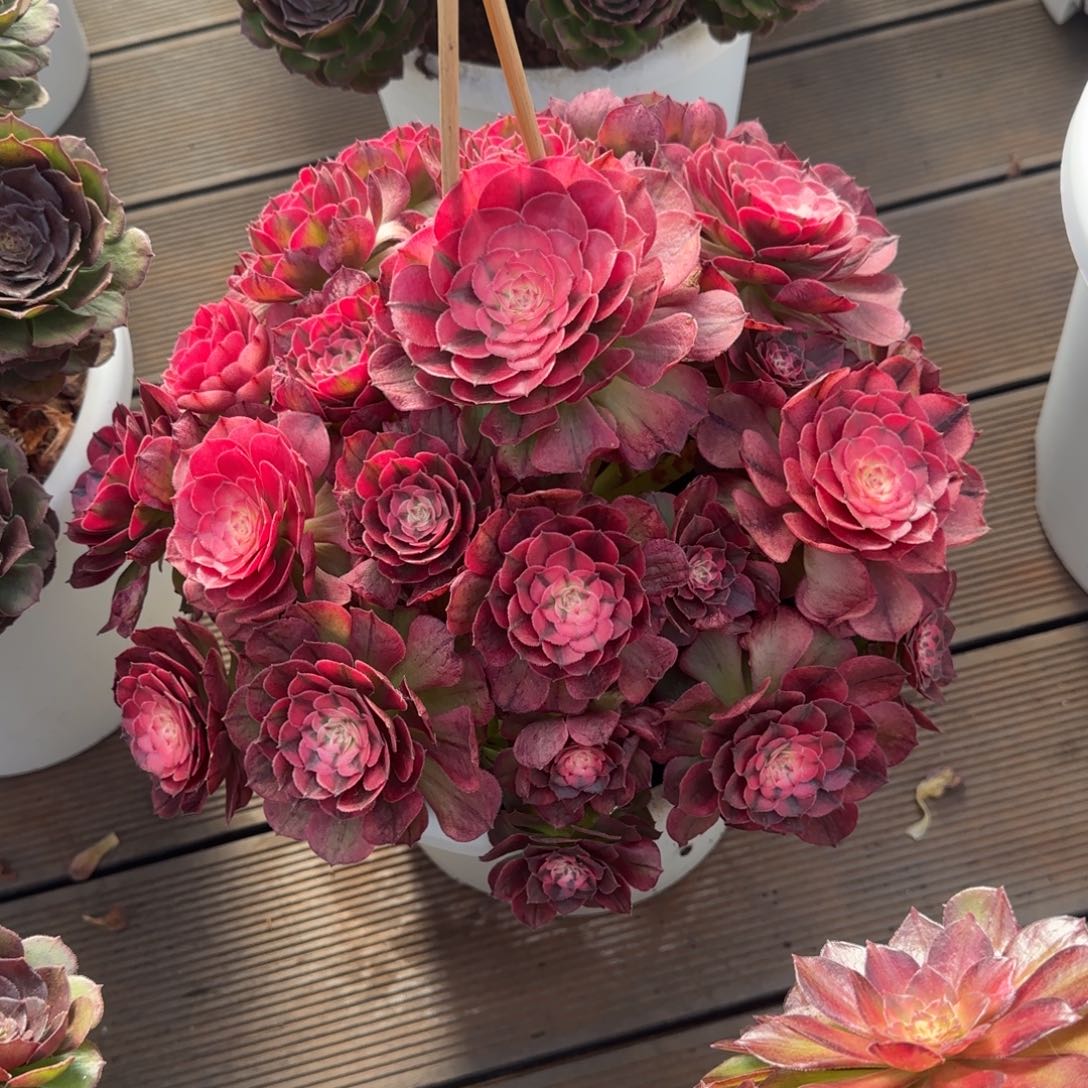 c***c荔枝老桩脱土发货