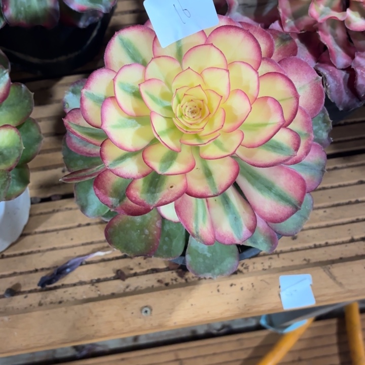 云南荔枝好看16号