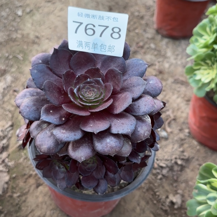 7678黑美人多肉植物