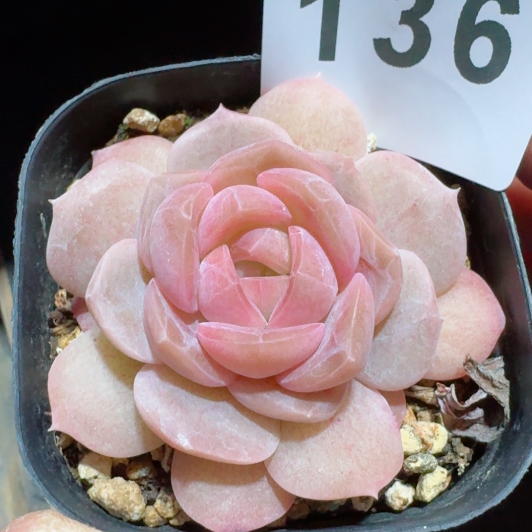 秒         精品多肉