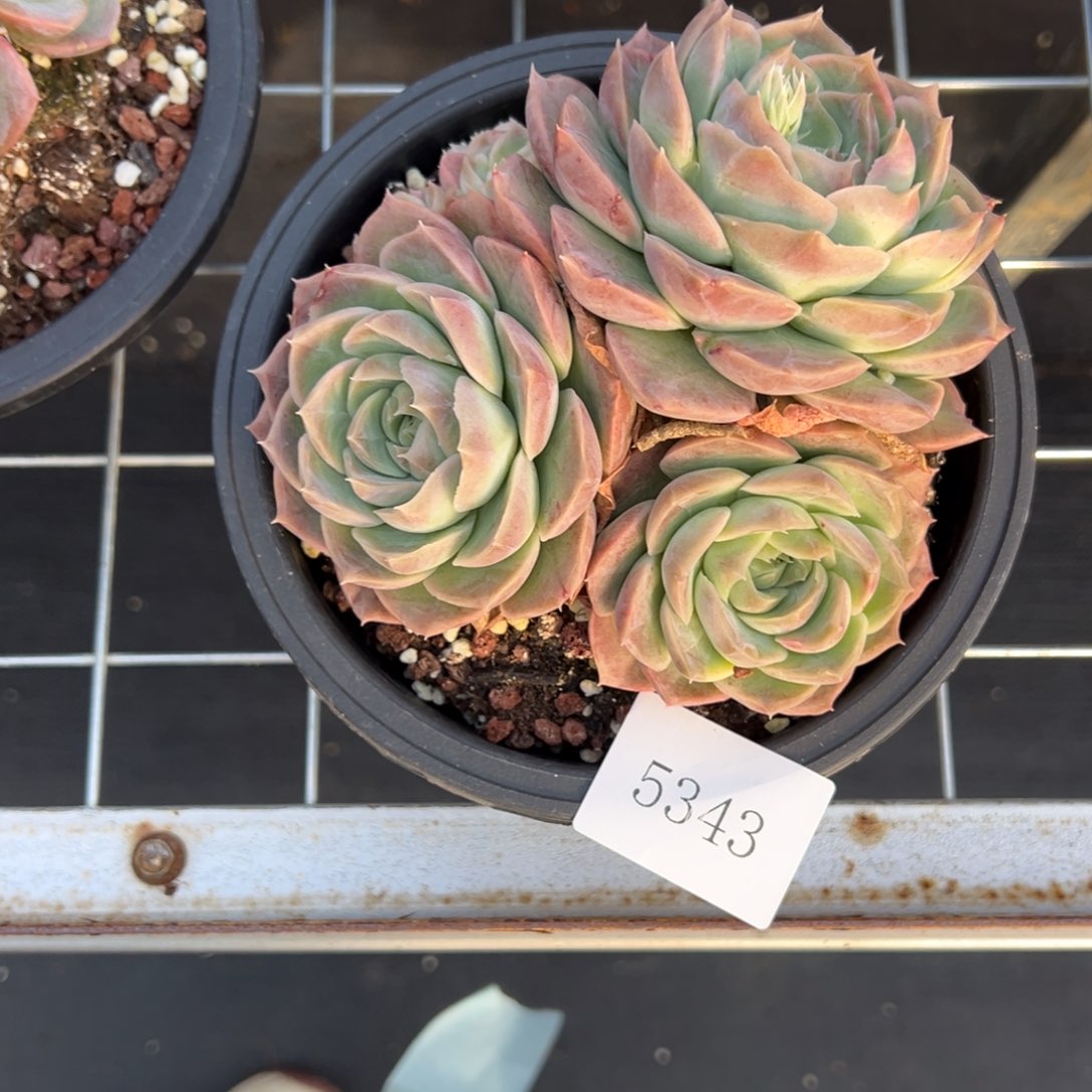 氵****来5343不包整肉肉肉肉肉肉肉肉肉