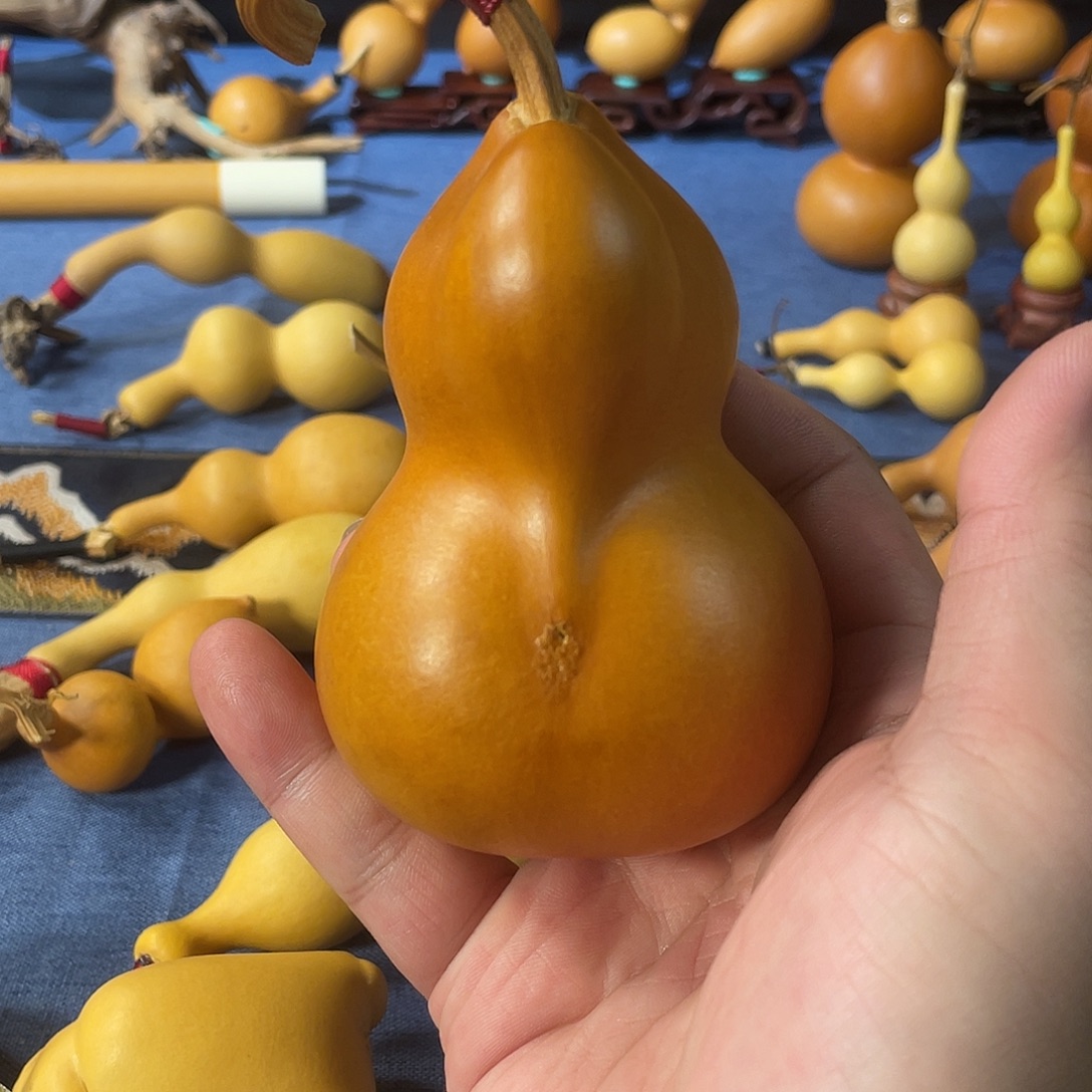 星***息木寄生体葫芦0001