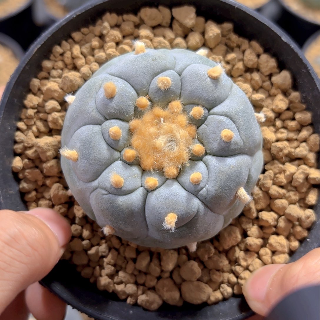 GG532金毛g g g g