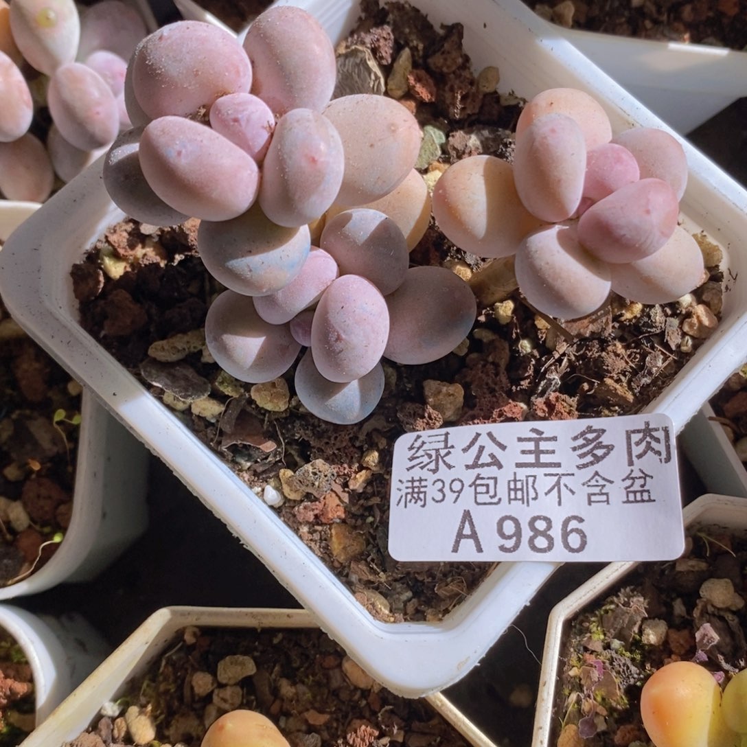 蛋黄奶6cm986多肉植物