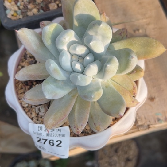 可爱拇指～一物一拍2762