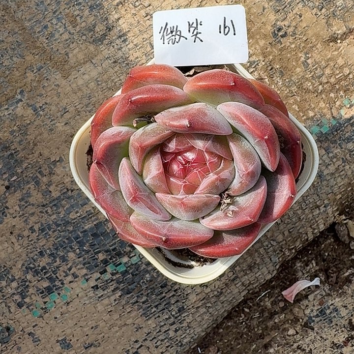 微***精品多肉植物冠服6厘米