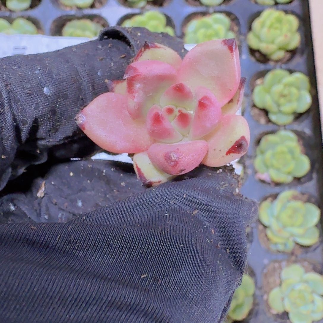 精品血罗两颗一组