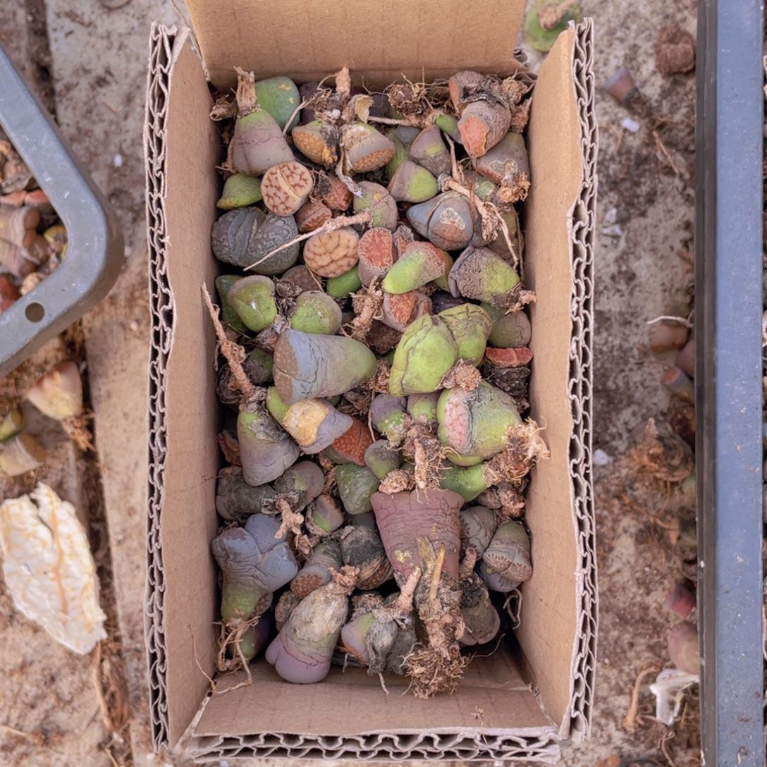 一箱脱土单头88888888888000