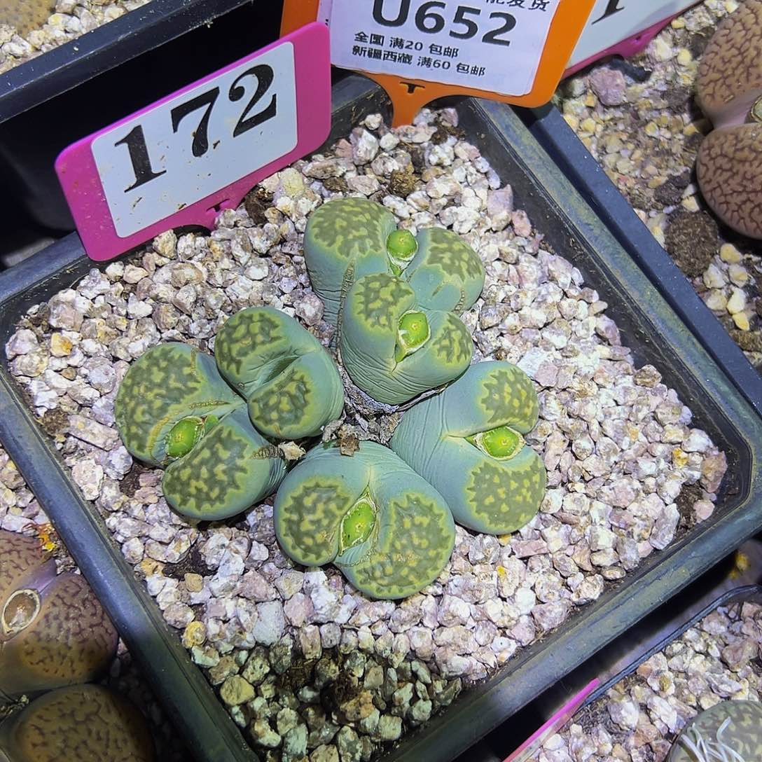 652 一物一拍，默认有伤，介意勿拍，不退不换