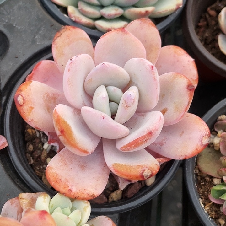 奶茶25一盆888888