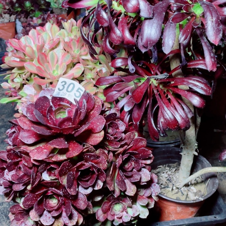 多肉植物组合305