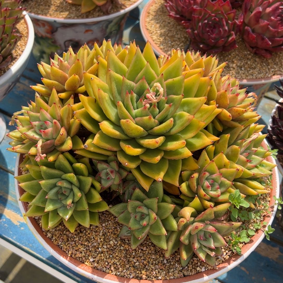 从前前慢多肉精选编号0217.凯恩