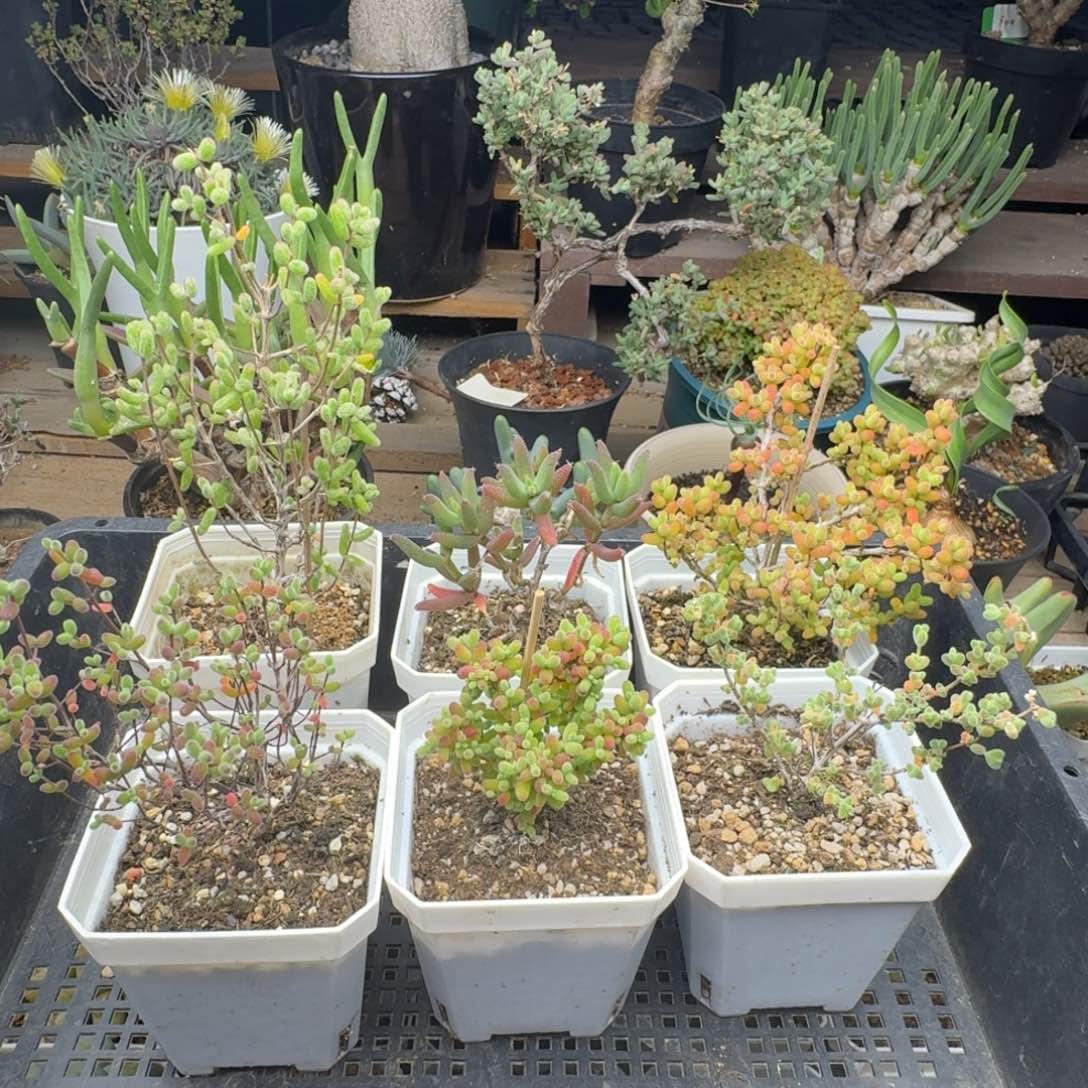 六个枝干福利多肉。    