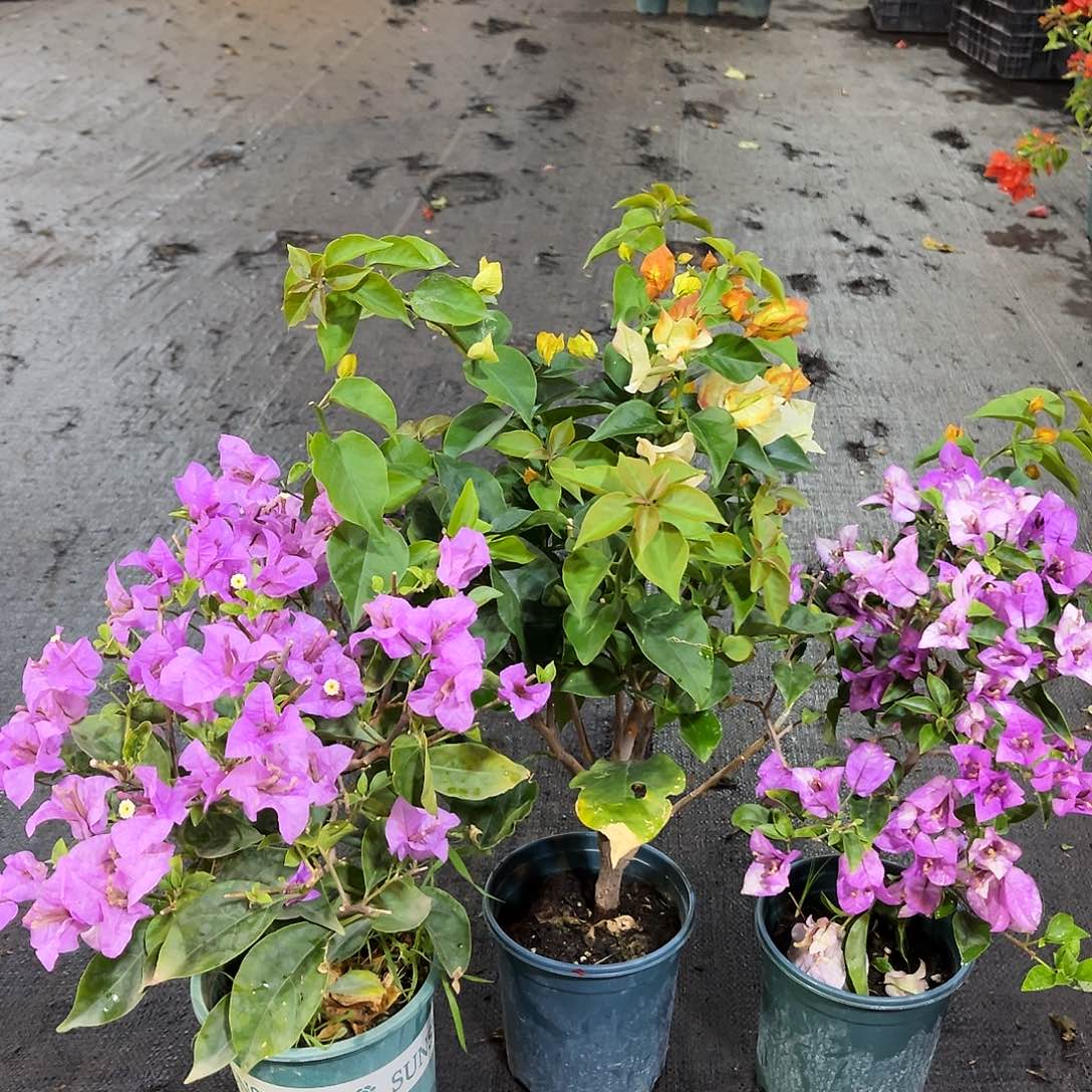 完全开放浅彩虹，巴西紫，雪紫