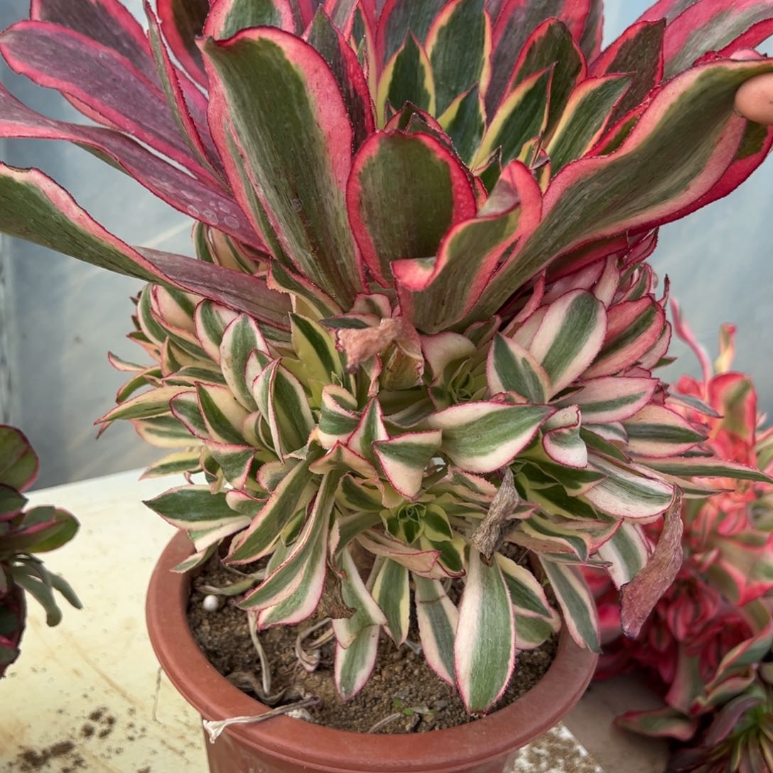 318魅影多肉植物