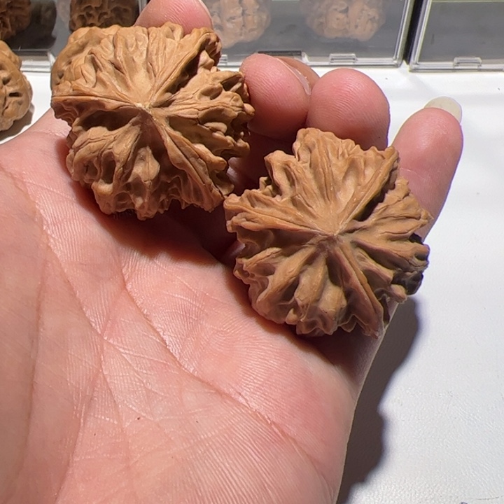 三棱天地合乃敢不敢想象自己