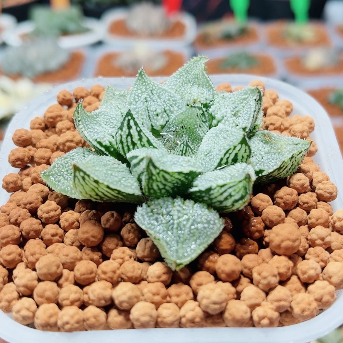 【闪购商品】天使寿