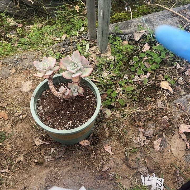 聆**开397不售后白凤脱土发货不退不换