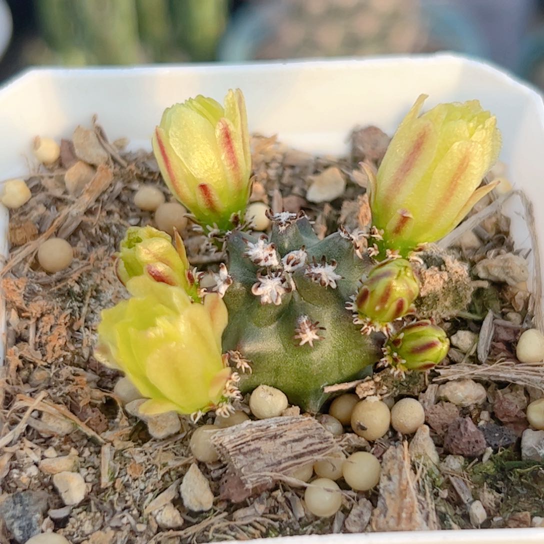 实生 短豪刺青花虾