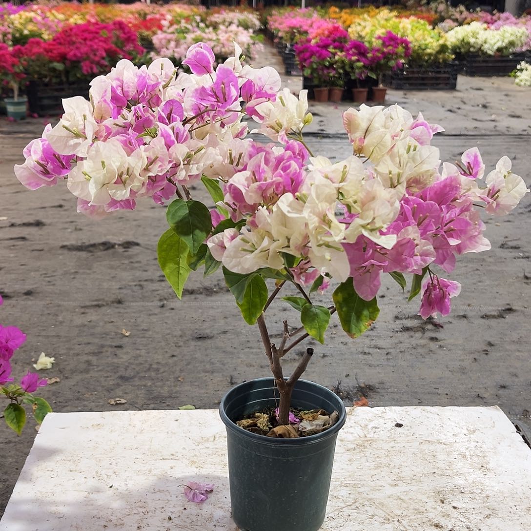 大部分花苞少量开放广红樱掌中宝一颗