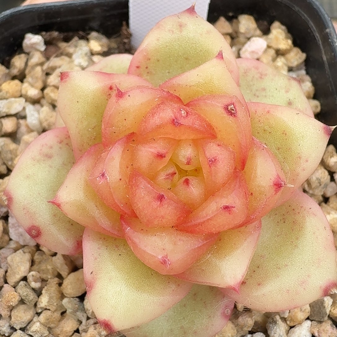 946号玉芷珍妮多肉植物