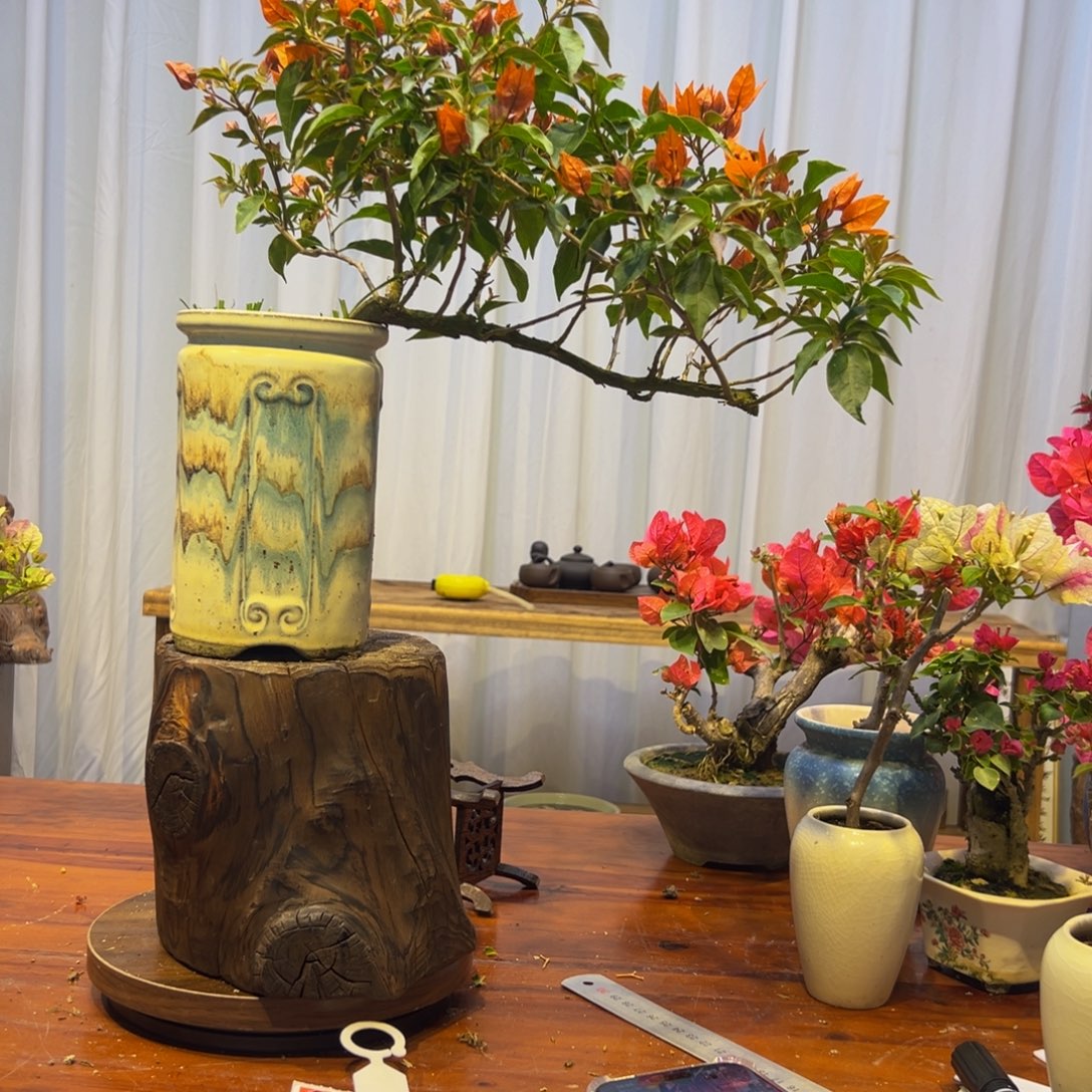 @***️完全开放三角梅一物一拍橙桑吧