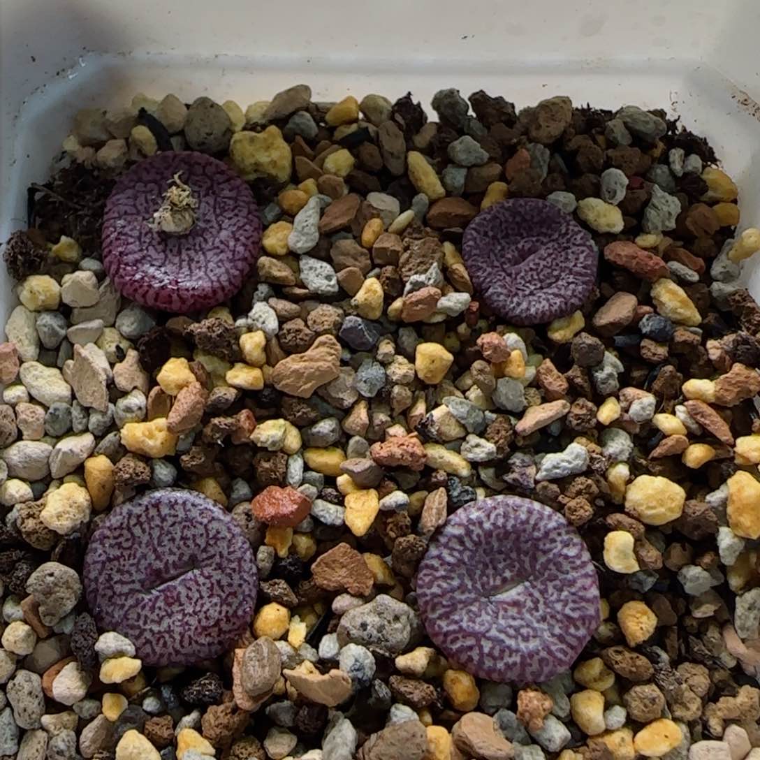 2-3-3-3全场8.8折满58包邮密文安贞一组脱土